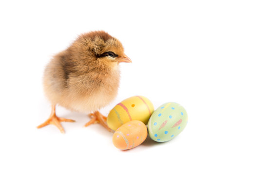 Easter Chicken, Easter Eggs on white background, Easter card