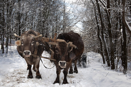 Oxen carrying a wooden cart