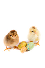 Fototapeta premium Easter Chicken, Easter Eggs on white background, Easter card