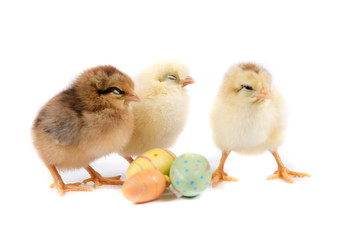 Easter Chicken, Easter Eggs on white background, Easter card