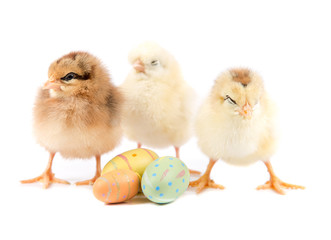 Fototapeta premium Easter Chicken, Easter Eggs on white background, Easter card