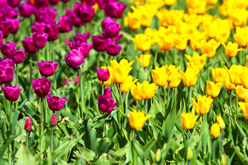 Flowers of tulips. Red and yellow background.
