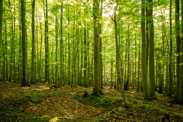 Der Wald erwacht