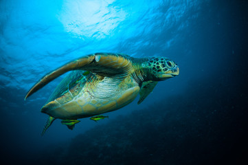 sea turtle swimming bunaken sulawesi mydas chelonia