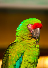 beautiful colourful parrot (macaw) sitting on his branch