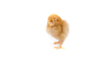 Obraz premium Easter Chicken on white background, Easter card isolated