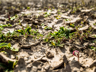 Arid climate of Tenerife. Canary Islands. Spain