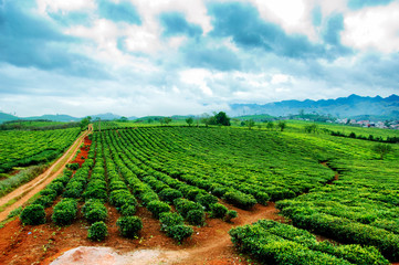 Tea hills in Moc Chau highland, Son La province in Vietnam