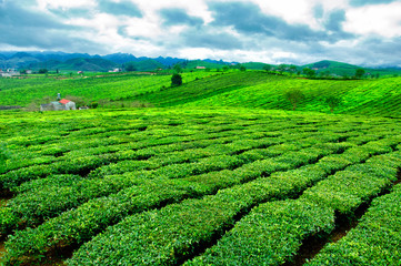 Fototapeta na wymiar Tea hills in Moc Chau highland, Son La province in Vietnam