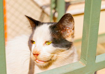 Naklejka premium A cute cat looking outside