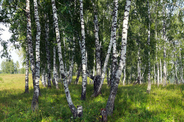 Naklejka premium birch grove in the Urals