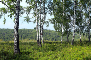 Fototapeta premium birch grove in the Urals