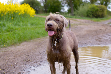 Slovakian Rough Haired Pointer standing in puddle in field