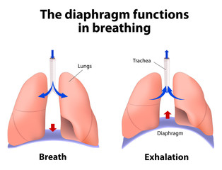The diaphragm functions in breathing - obrazy, fototapety, plakaty