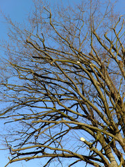 Obraz premium Baumschnitt im Frühjahr