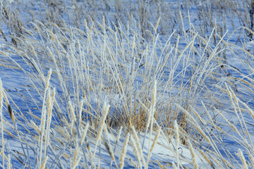 Fototapeta premium frost on a dry grass