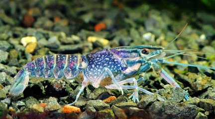 blue crawfish  in a freshwater aquarium.