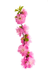 Naklejka na ściany i meble Spring cherry tree blossoms isolated