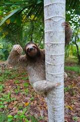 Brown-throated sloth climbing on a tree Panama