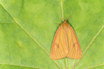 The clouded buff, Diacrisia sannio on leaf