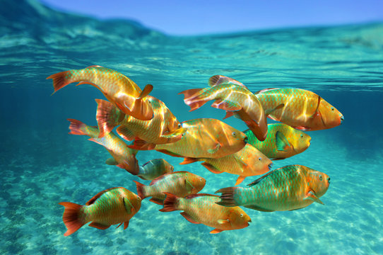 School of colorful tropical fish, Rainbow parrotfish, close to water surface, Caribbean sea