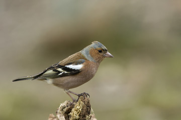 Chaffinch