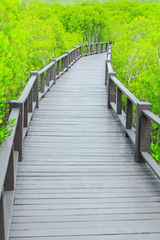 Naklejka na ściany i meble mangrove forest walkway