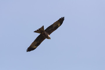 Black kite at Ein Afek