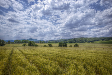 Wide Wheat Field
