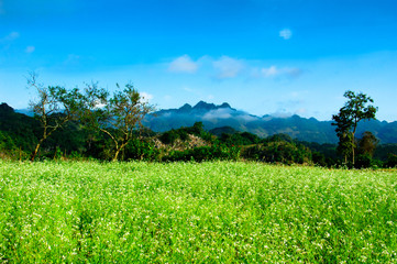White rapeseed flower field in Moc Chau, Son La, Vietnam