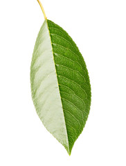 leaf