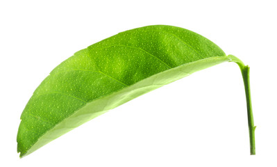 Fototapeta premium leaves