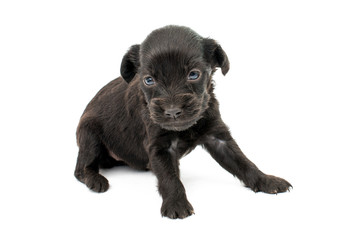 Obraz premium spaniel puppies