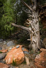 Mystische Waldlandschaft in Sedona, USA