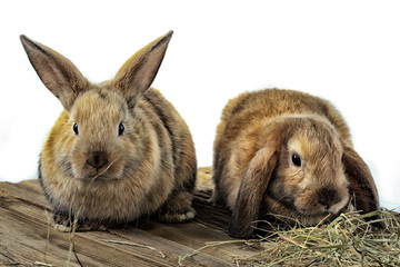 pair of rabbits