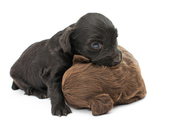 spaniel puppies