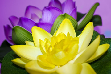 Obraz premium Lotus flower