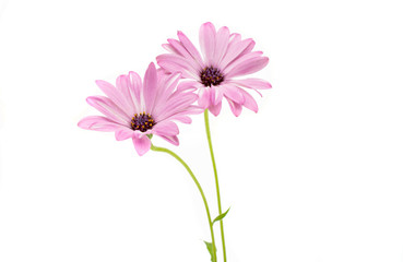 White and Pink Osteospermum Daisy or Cape Daisy Flower
