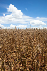 soybean planting landscape .