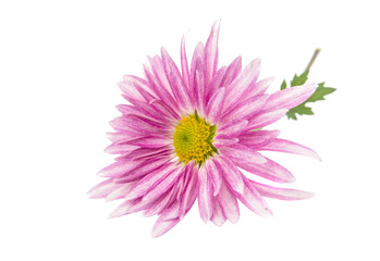 Fototapeta premium pink chrysanthemum