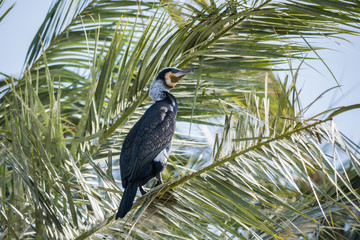 Cormorant at Ein Afek