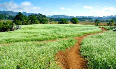 Fototapeta na wymiar White rapeseed flower field in Moc Chau, Son La, Vietnam