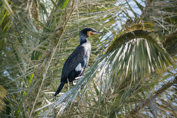 Obraz premium Cormorant at Ein Afek