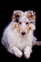 Fototapeta premium Collie Baby