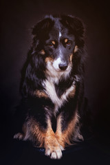 Border Collie Mischling im Studio