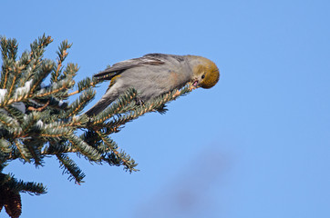 Durbec des sapins