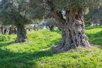 Old olive tree at Ein Afek