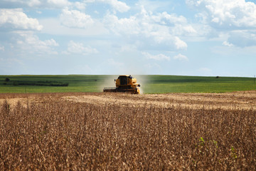 Fototapeta premium Harvester making harvesting soybean field - Mato Grosso State -