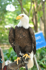 Bald Eagle (Haliaeetus leucocephalus) on a branch