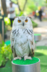 Horned owl, bird of prey